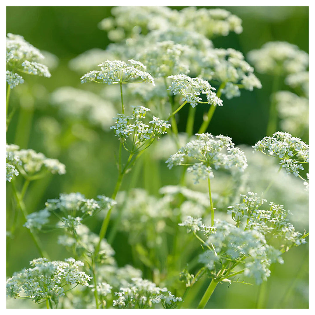Caraway Seeds for Planting – Heirloom, Non-GMO Aromatic Herb for Culinary and Pollinator Gardens | Neera Seeds product photo [neera-v4-18300df53286aa97a8ce]