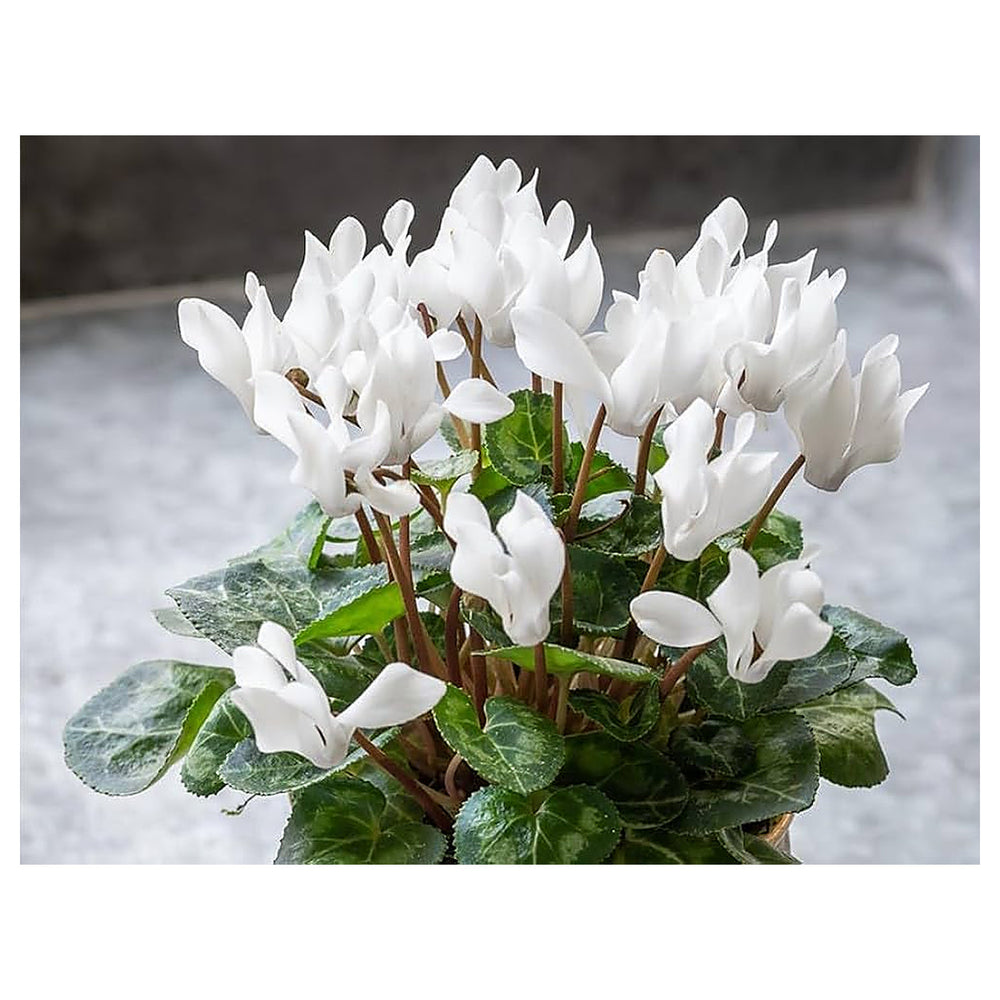 Organic Heirloom White Cyclamen Flower Seeds for Planting – Non-GMO Winter Blooming, High Germination Seeds | Neera Seeds product photo [neera-v4-1833ae4c27e53b8a92b5]