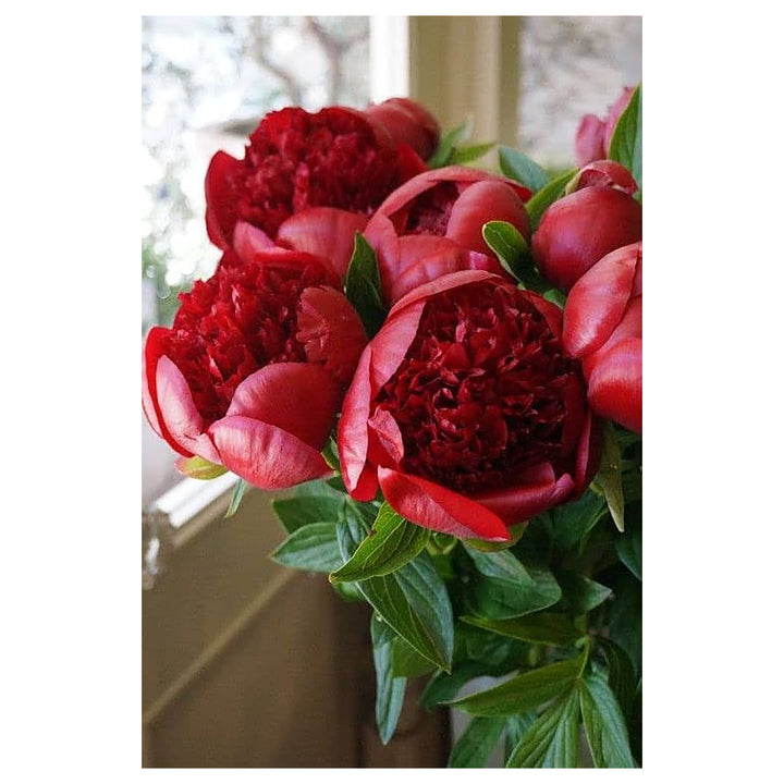 Golden Red Kinkaku Peony Flower Of Dark Light Peony Garden Decoration Flower Seeds Home | Neera Seeds product photo [neera-v4-1848ce22433e3294c036]