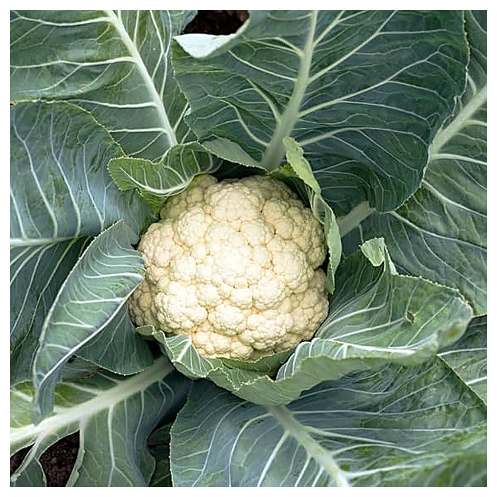 Cauliflower Snowball Seeds – Heirloom, Fast-Growing, High-Yield Variety | Neera Seeds product photo [neera-v4-184d0797f976ece68e08]