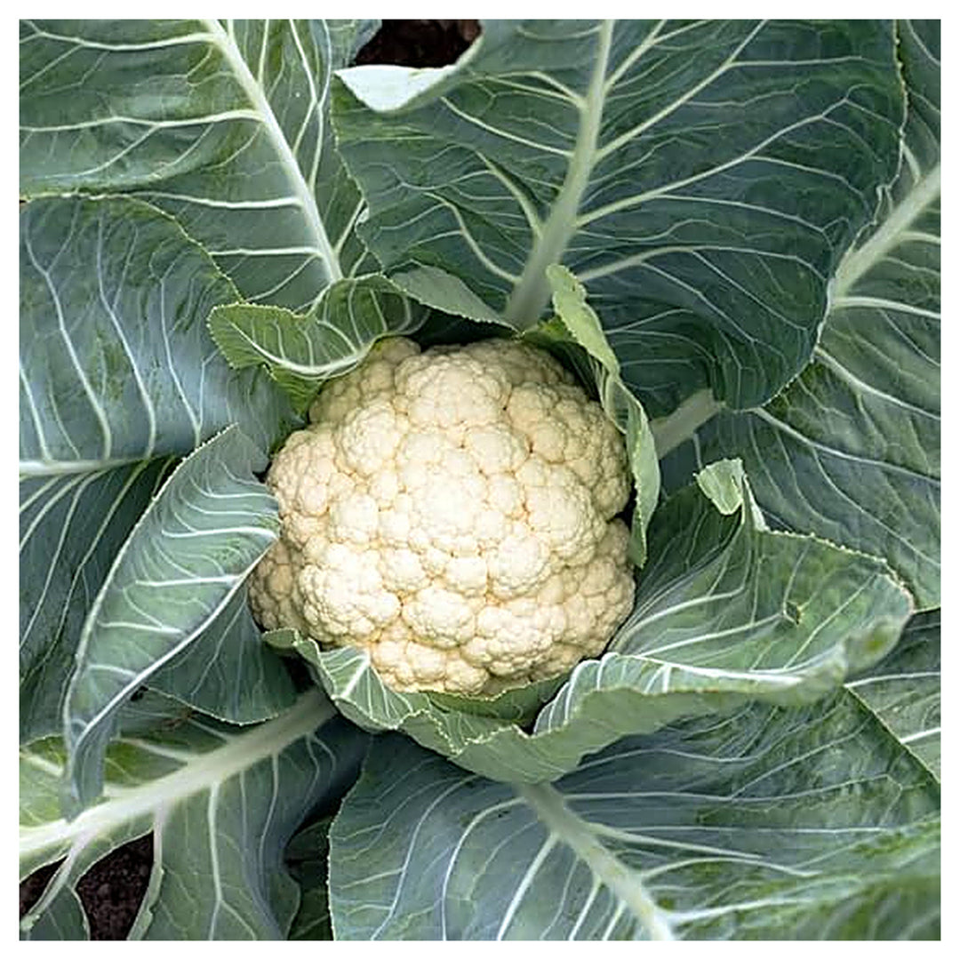 Cauliflower Snowball Seeds – Heirloom, Fast-Growing, High-Yield Variety | Neera Seeds product photo [neera-v4-184d0797f976ece68e08]