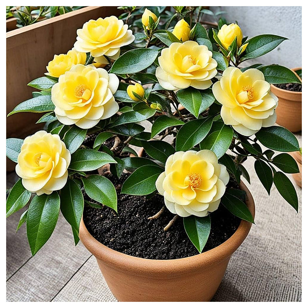 Organic Heirloom Camellia Light Yellow Flower Seeds – Non-GMO Ornamental Seeds for Planting | Neera Seeds product photo [neera-v4-184e469b0169a3822420]