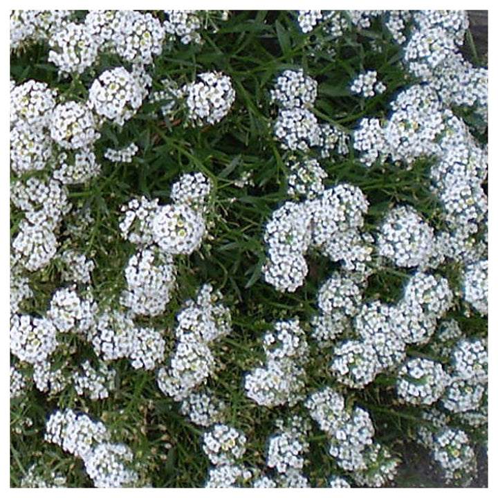 Heirloom Tiny Tim Alyssum Flower Seeds for Planting – Non-GMO | Fragrant Garden Blooms | High Germination | Neera Seeds product photo [neera-v4-184e73b782e4ec5a8f39]