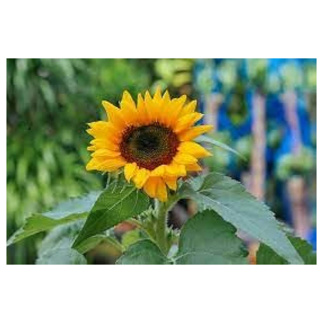 Oxeye Sunflower Heliopsis Helianthoides For Planting In Flower Bed Flower Seeds for Home Garden | Neera Seeds product photo [neera-v4-18525d05f5799cee5e8a]