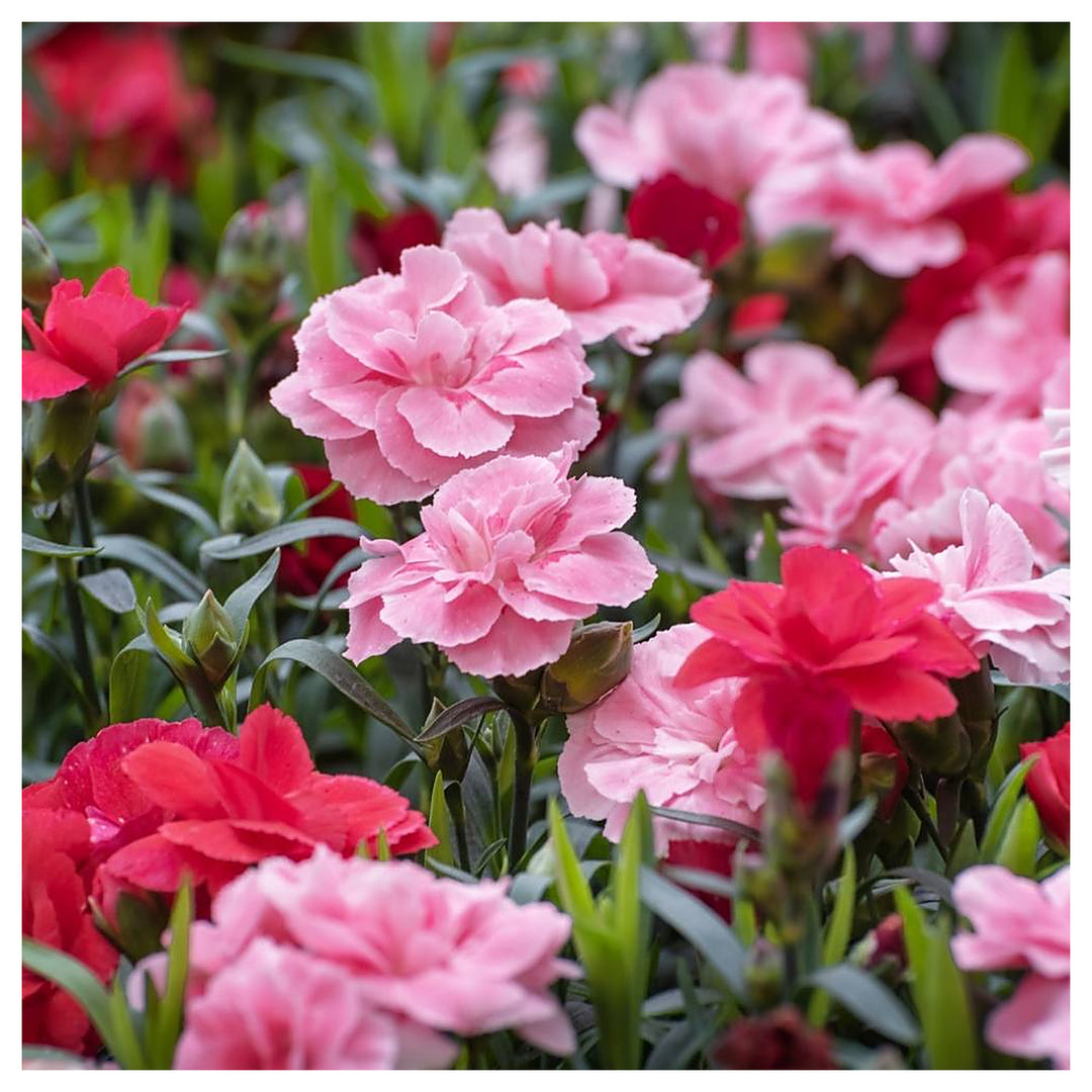 Carnation Dianthus Caryophyllus Rosa Flower For Planting Perfect For Cut Flowers Garden | Neera Seeds product photo [neera-v4-185ef759403fbde99c27]