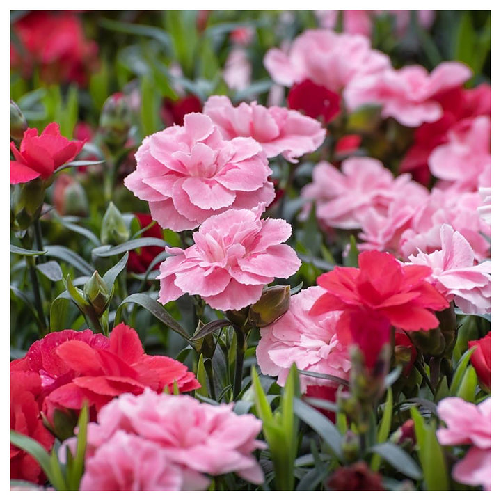 Carnation Dianthus Caryophyllus Rosa Flower For Planting Perfect For Cut Flowers Garden | Neera Seeds product photo [neera-v4-185ef759403fbde99c27]