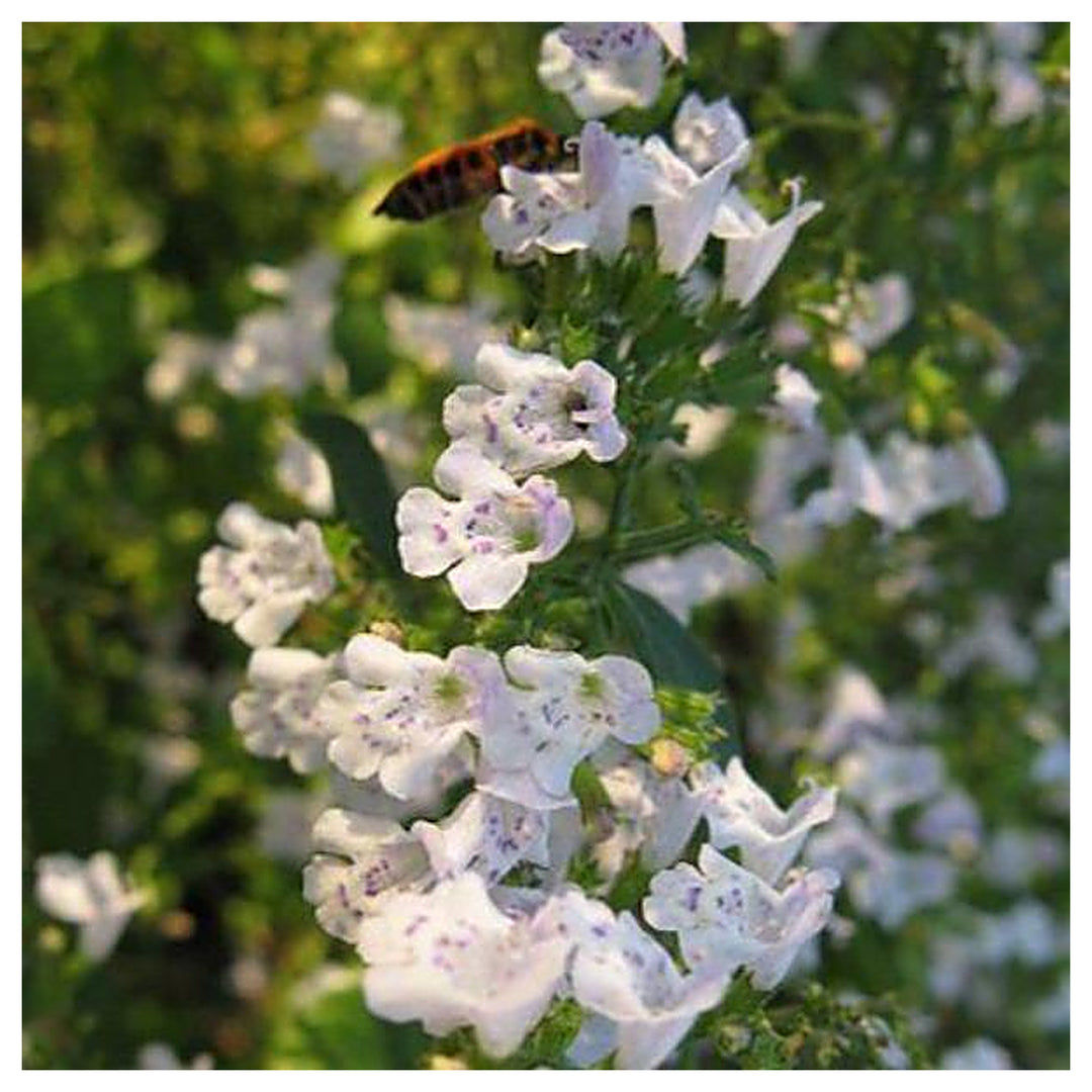Calamintha Flower Seeds – Heirloom, Non-GMO, Fragrant Pollinator-Friendly Blooms for Garden Planting | Neera Seeds product photo [neera-v4-185f9be7fa7d5e1b2cf6]