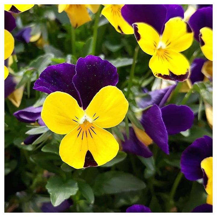 Blue Yellow Pansy Flower Seeds for Planting – Heirloom, Non-GMO, High Germination Organic Garden Seeds for Vibrant  | Neera Seeds product photo [neera-v4-186f10e1230e1daae951]
