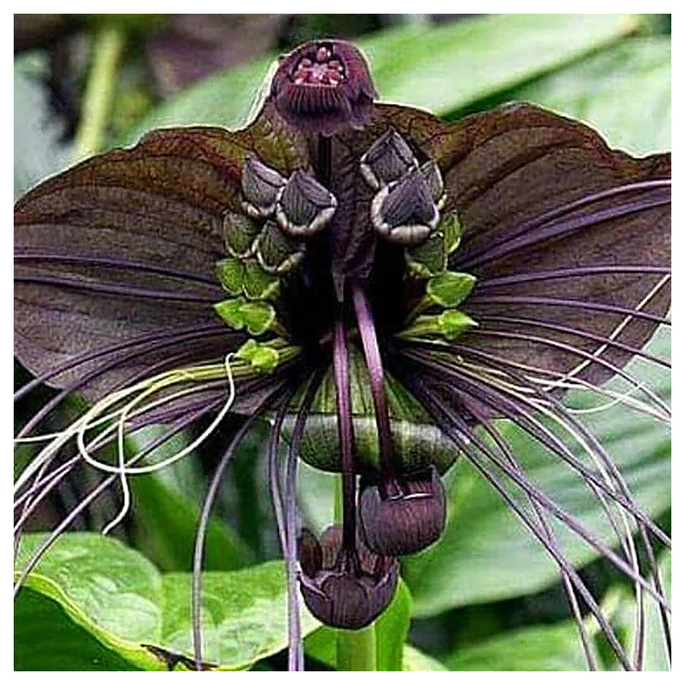 Black Tacca Chantrieri Plant Seeds – Heirloom Non-GMO Bat Flower Seeds for Exotic Tropical Gardens | Neera Seeds product photo [neera-v4-1887e69898b40d8ed5bd]