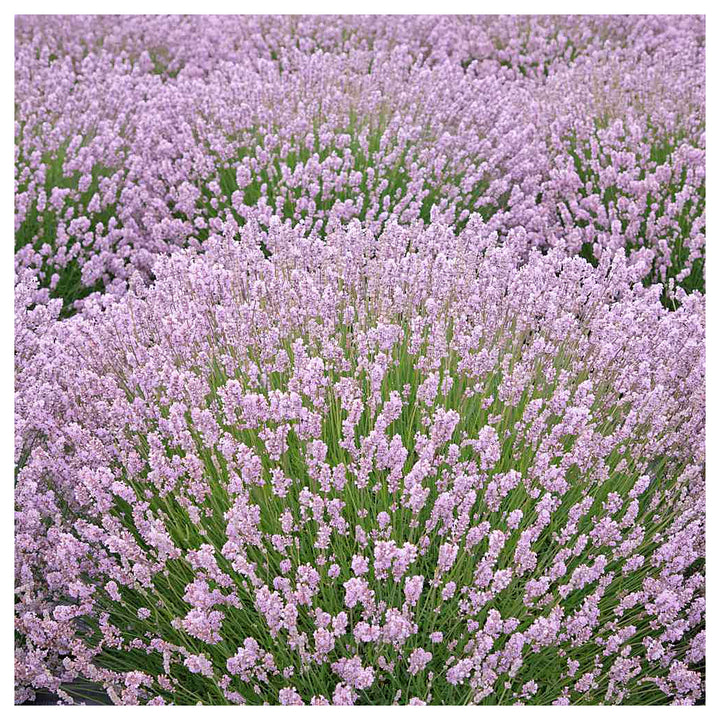 Pink Lavender Marjoram herb seeds – heirloom, non-GMO seeds for planting | Neera Seeds product photo [neera-v4-188e97bef29827430f22]