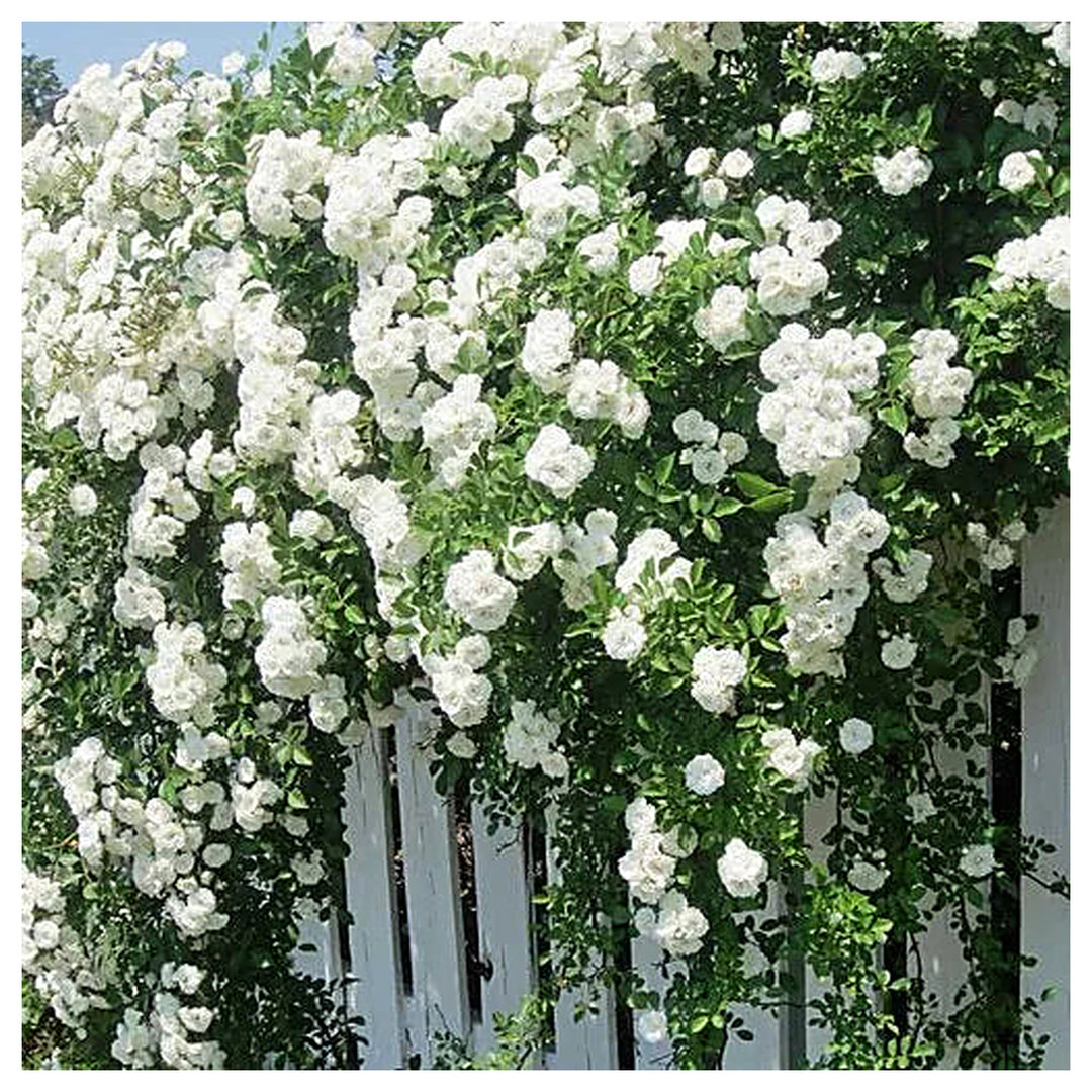 White Creeper Rose Plant Seeds for Planting Non-GMO Heirloom Garden Seeds for Home and Outdoor Growing | Neera Seeds product photo [neera-v4-18a028aa81cab0df85e4]