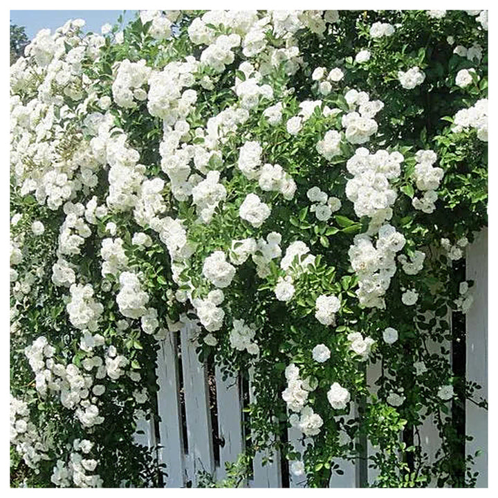 White Creeper Rose Plant Seeds for Planting Non-GMO Heirloom Garden Seeds for Home and Outdoor Growing | Neera Seeds product photo [neera-v4-18a028aa81cab0df85e4]