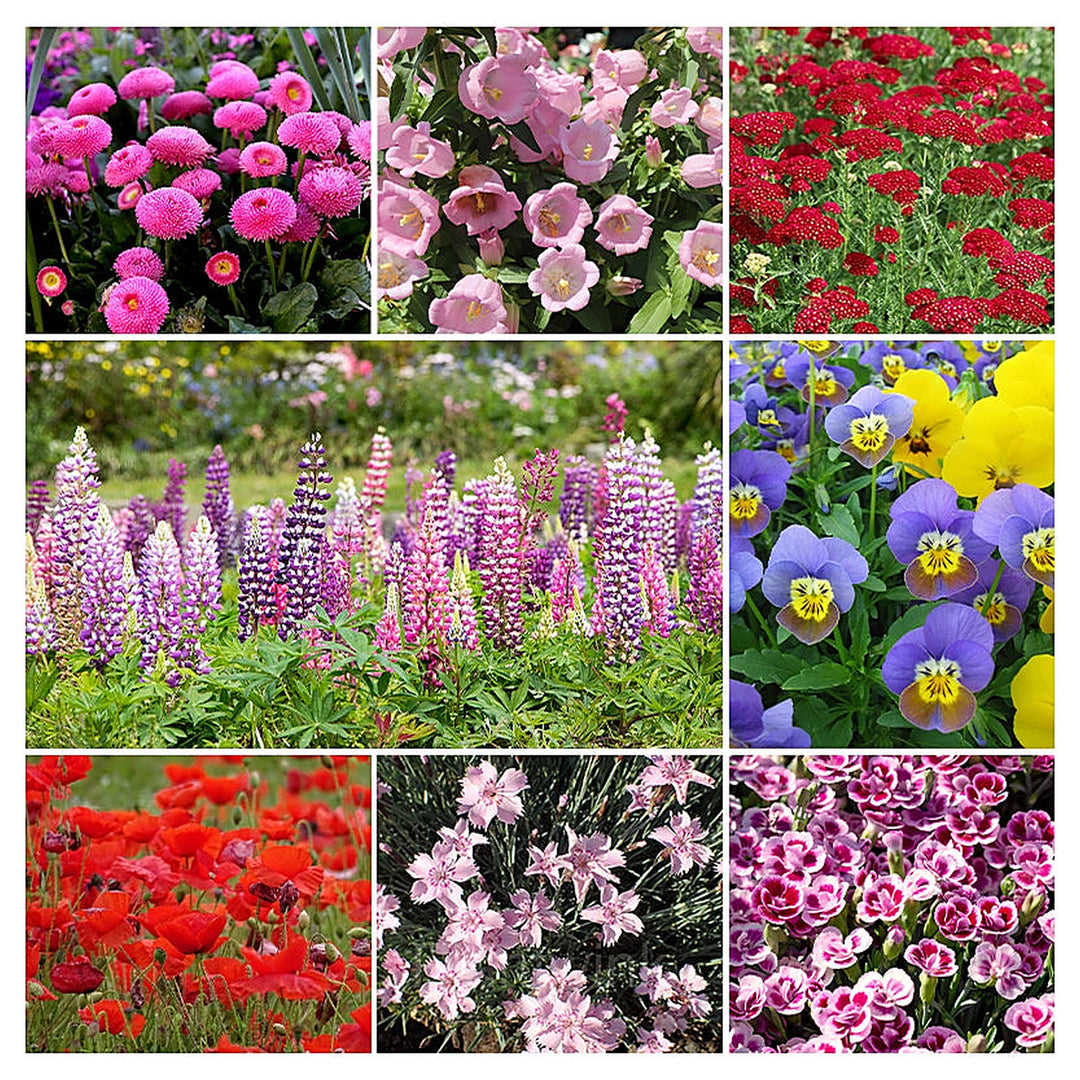 Heirloom Red Four Seasons Flower Seeds for Planting | Non-GMO High Germination Organic Garden Seeds Year-Round Bloo | Neera Seeds product photo [neera-v4-18ac19434e3ba22c60f9]