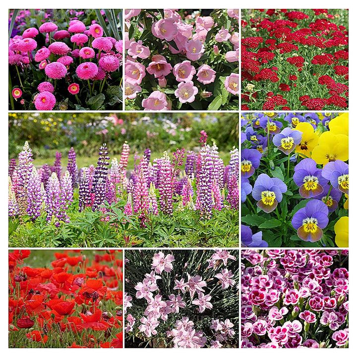Heirloom Red Four Seasons Flower Seeds for Planting | Non-GMO High Germination Organic Garden Seeds Year-Round Bloo | Neera Seeds product photo [neera-v4-18ac19434e3ba22c60f9]