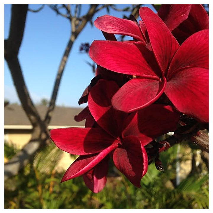 Heirloom Non-GMO Maroon Frangipani Flower Seeds for Planting – Exotic Fragrant Blooms Organic Garden Seeds | Neera Seeds product photo [neera-v4-18ba7eede9ca10aef6d1]