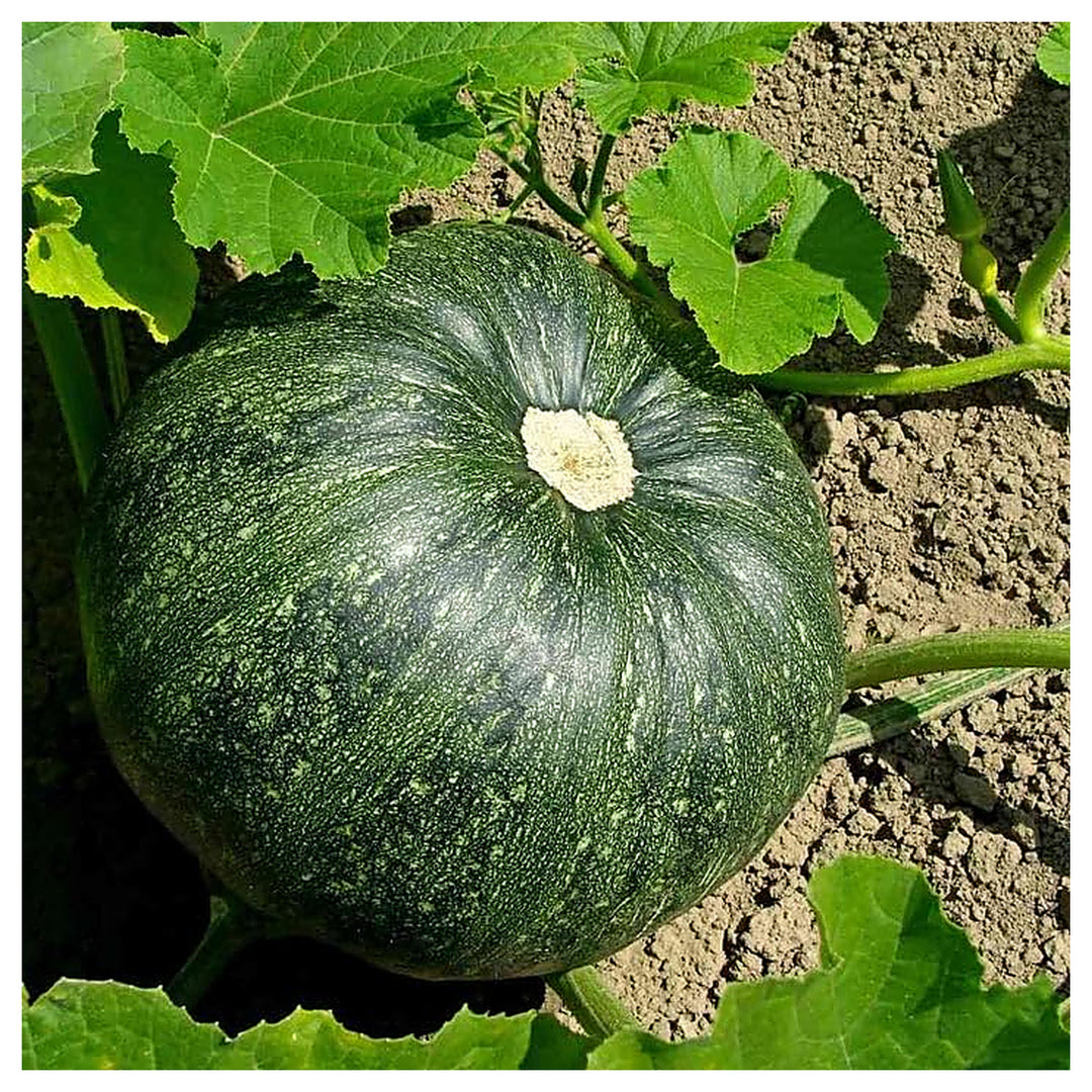 Green Pumpkin Vegetable Seeds for Planting – Heirloom, Non-GMO, Organic Garden Seeds, High Germination | Neera Seeds product photo [neera-v4-18c291a4524beb63ec20]