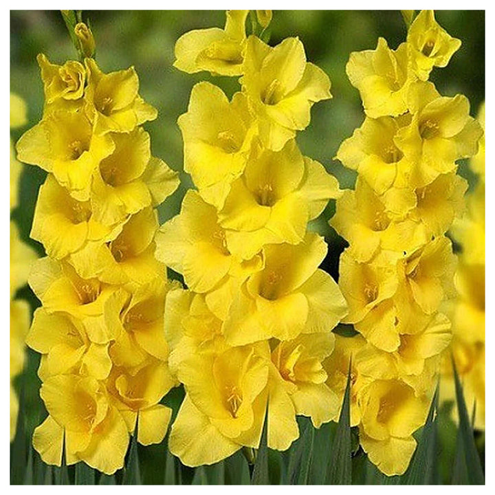 Heirloom Fresh Yellow Gladiolus Flower Seeds for Planting – Non-GMO, High Germination Organic Garden Seeds | Neera Seeds product photo [neera-v4-18c682d0b6b417b46f4d]