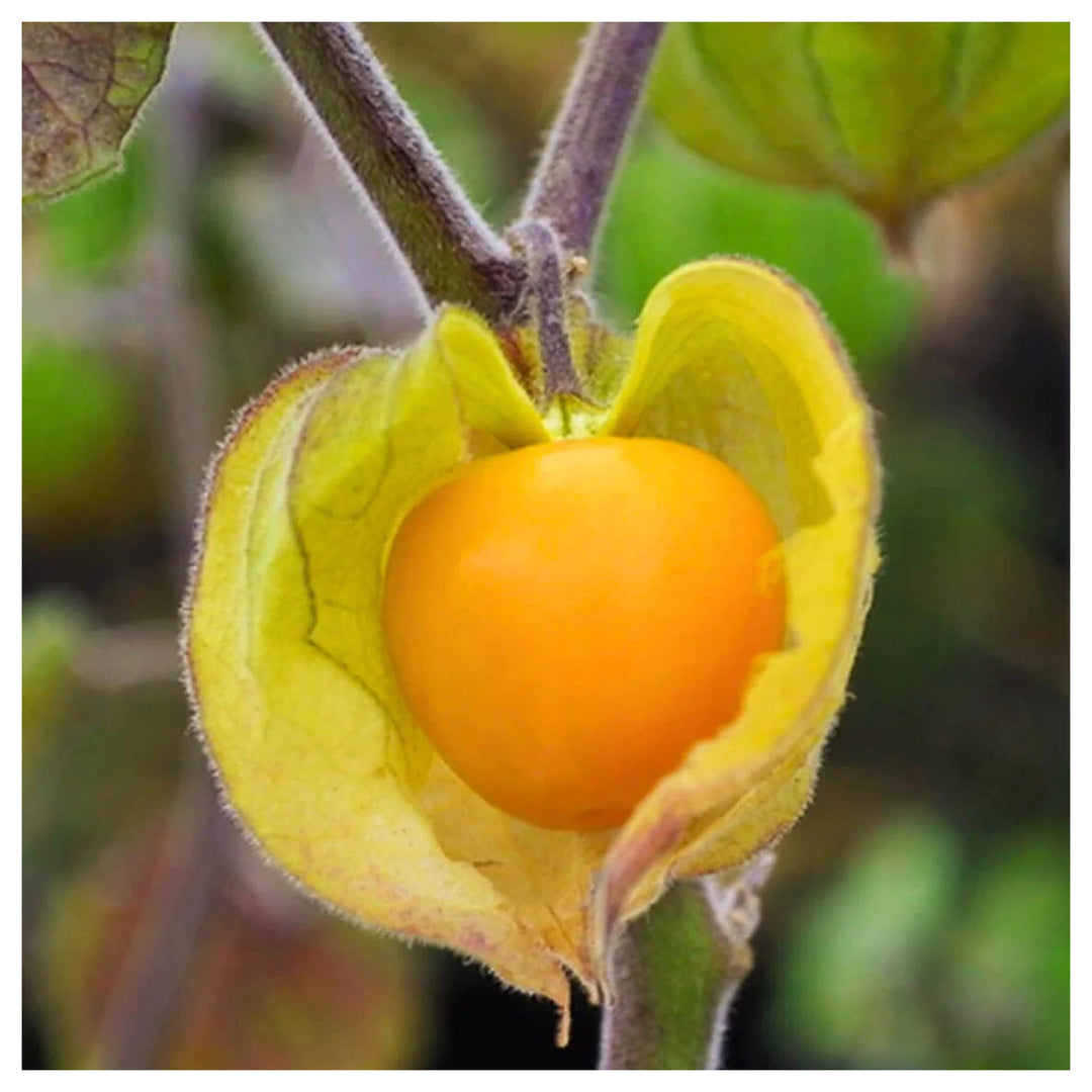 Golden Berry / Cape Gooseberry Seeds – Rare Physalis peruviana Superfruit for Planting, Heirloom & Non-GMO | Neera Seeds product photo [neera-v4-18d808eee7580c315566]