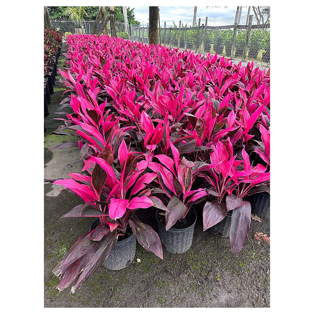 Heirloom Red Cordyline Rubra Plant Seeds, Non-GMO Tropical Foliage Seeds for Garden Planting | Neera Seeds product photo [neera-v4-18d8b3314dc9a8bff821]