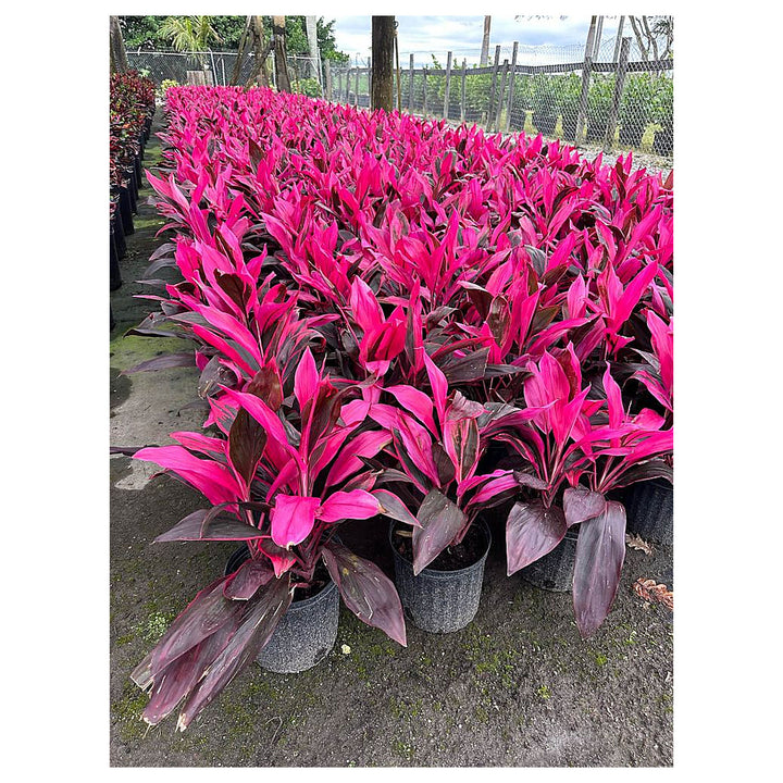 Heirloom Red Cordyline Rubra Plant Seeds, Non-GMO Tropical Foliage Seeds for Garden Planting | Neera Seeds product photo [neera-v4-18d8b3314dc9a8bff821]
