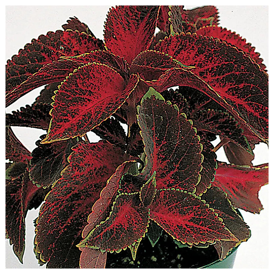 Heirloom Velvet Red Coleus Seeds for Planting – Non-GMO High Germination Vibrant Foliage | Neera Seeds product photo [neera-v4-18dc46629488ac8c57c3]