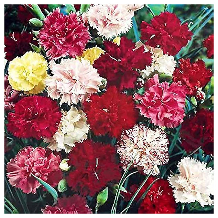 Dianthus Sonata Mix Flower Dianthus Plumarius Flower Seeds Home Garden Planting, Vibrant | Neera Seeds product photo [neera-v4-18efd54d56c670359adf]
