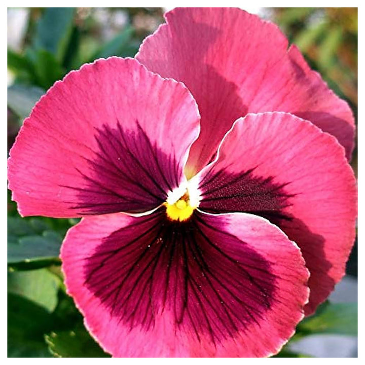 Heirloom Pansy Flower Seeds for Planting, Non-GMO | Neera Seeds product photo [neera-v4-18f45e7498eb5ae6211c]