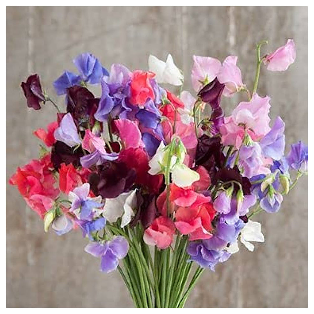Heirloom Everlasting Pea Flower Seeds, Non-GMO, High Germination Climbing Blooms – Seeds for Planting | Neera Seeds product photo [neera-v4-190c6f7554ca92ecf9b1]