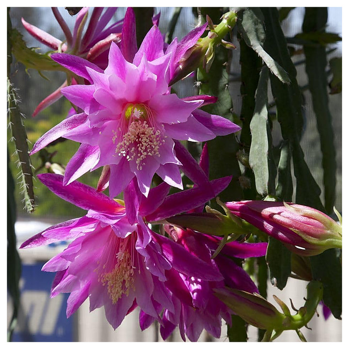 Purple Epiphyllum Oxypetalum Flower Seeds – Heirloom Non-GMO Seeds for Garden Planting | Neera Seeds product photo [neera-v4-191175437098d7656b07]