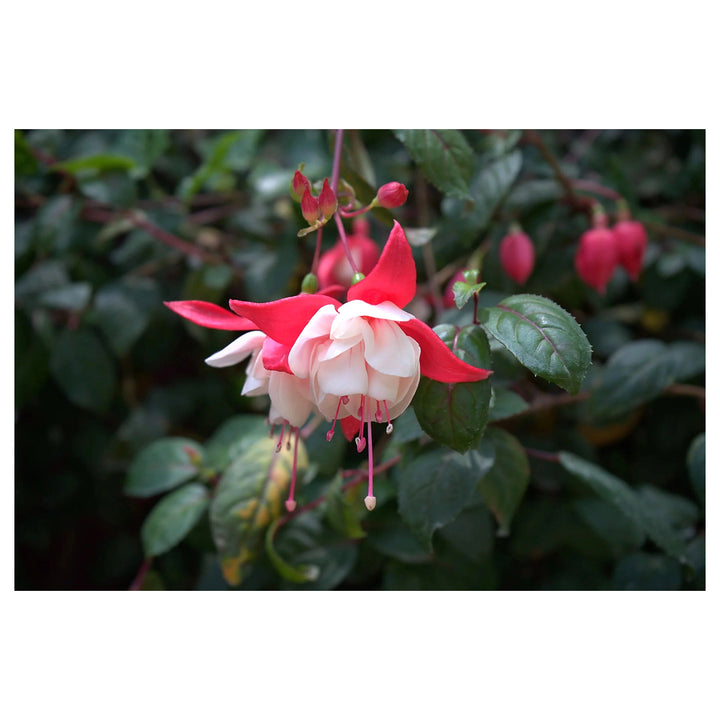 Heirloom Non-GMO Fuchsia Flower Seeds – Vibrant Hanging Baskets &amp; Garden Planting | Neera Seeds product photo [neera-v4-1915a430fab475a8a88e]