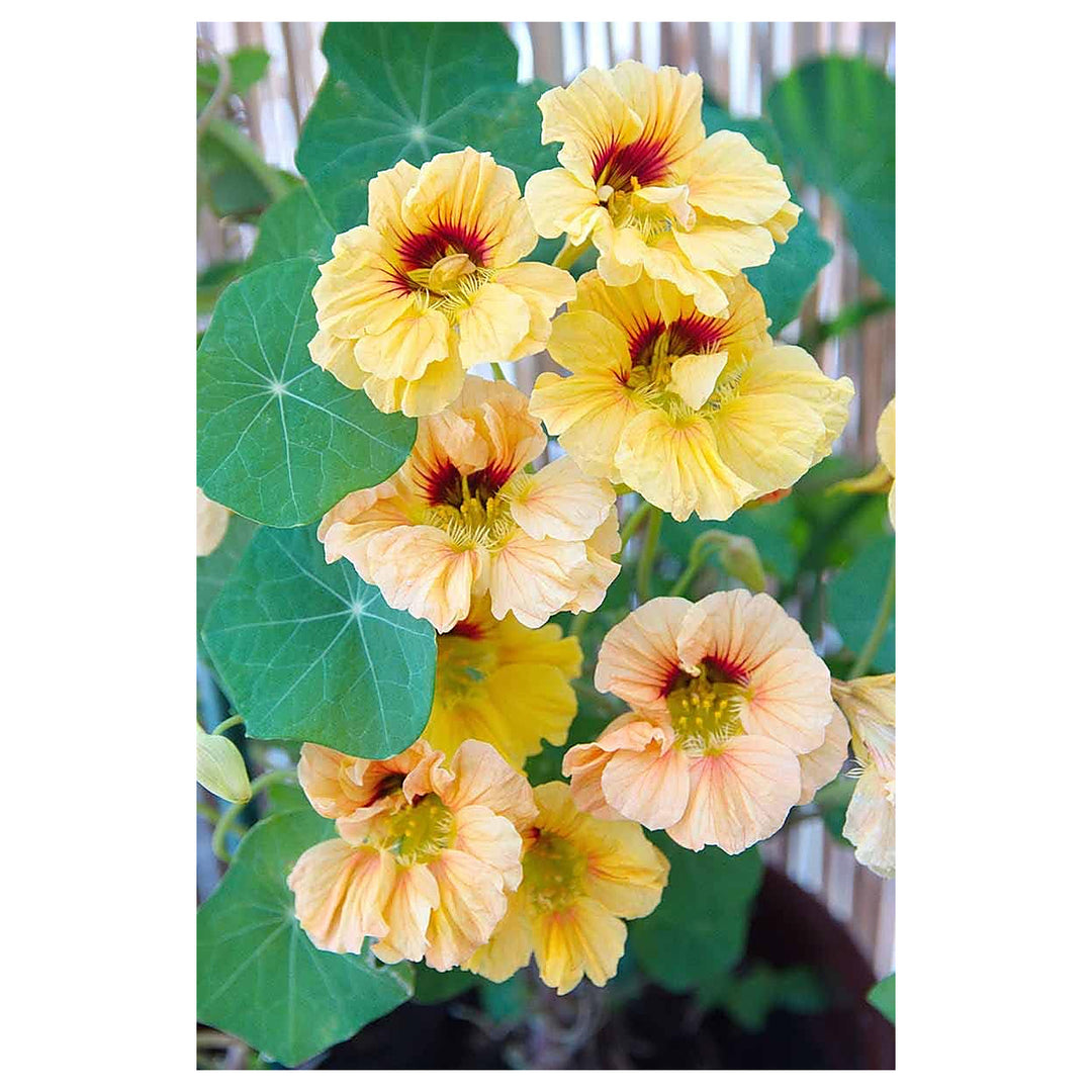 Yellow Peach Nasturtium Flower Seeds for Planting – Heirloom Non-GMO, High Germination Home Garden Seeds | Neera Seeds product photo [neera-v4-191daf79970e2b936658]
