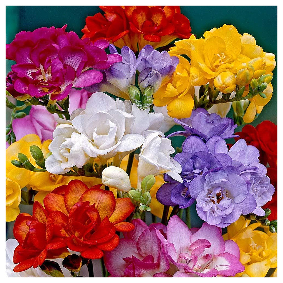 Mixed Color Freesia Flower Seeds – Non-GMO Spring Seeds for Vibrant Garden Blooms | Neera Seeds product photo [neera-v4-192280122f03628a5f63]