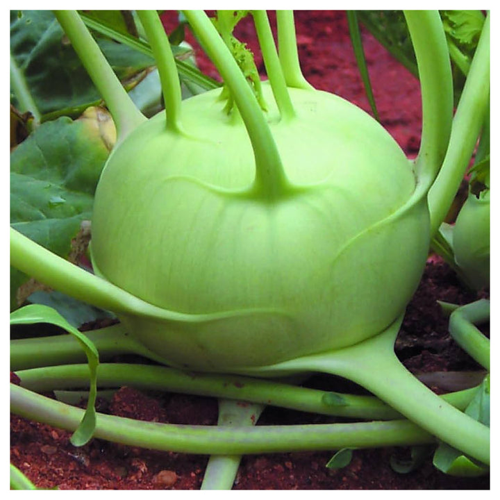 German Turnip (Kohlrabi) Seeds for Planting – Heirloom, Non-GMO Vegetable Seeds for Home Garden and Organic Growing | Neera Seeds product photo [neera-v4-192d0950438e50e49fb4]