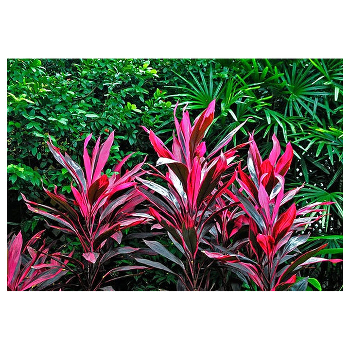 Heirloom Red Cordyline Rubra Plant Seeds, Non-GMO Tropical Foliage Seeds for Garden Planting | Neera Seeds product photo [neera-v4-193a6eaffced934166b1]
