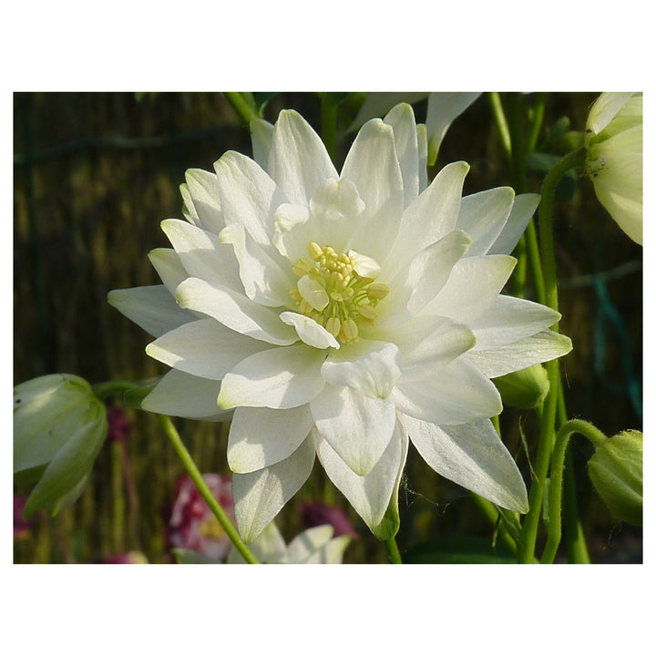 Heirloom Non-GMO Clementine Flower Seeds for Planting – Bright Ornamental Garden Blooms | Neera Seeds product photo [neera-v4-1947f333f69e6b7cc2d2]