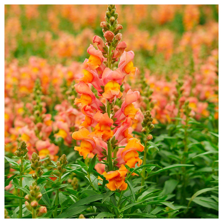 Orange Snapdragon Flower Seeds for Planting – Heirloom, Non-GMO, High Germination, Organic Garden Seeds | Neera Seeds product photo [neera-v4-194dfd814562fc6279e9]