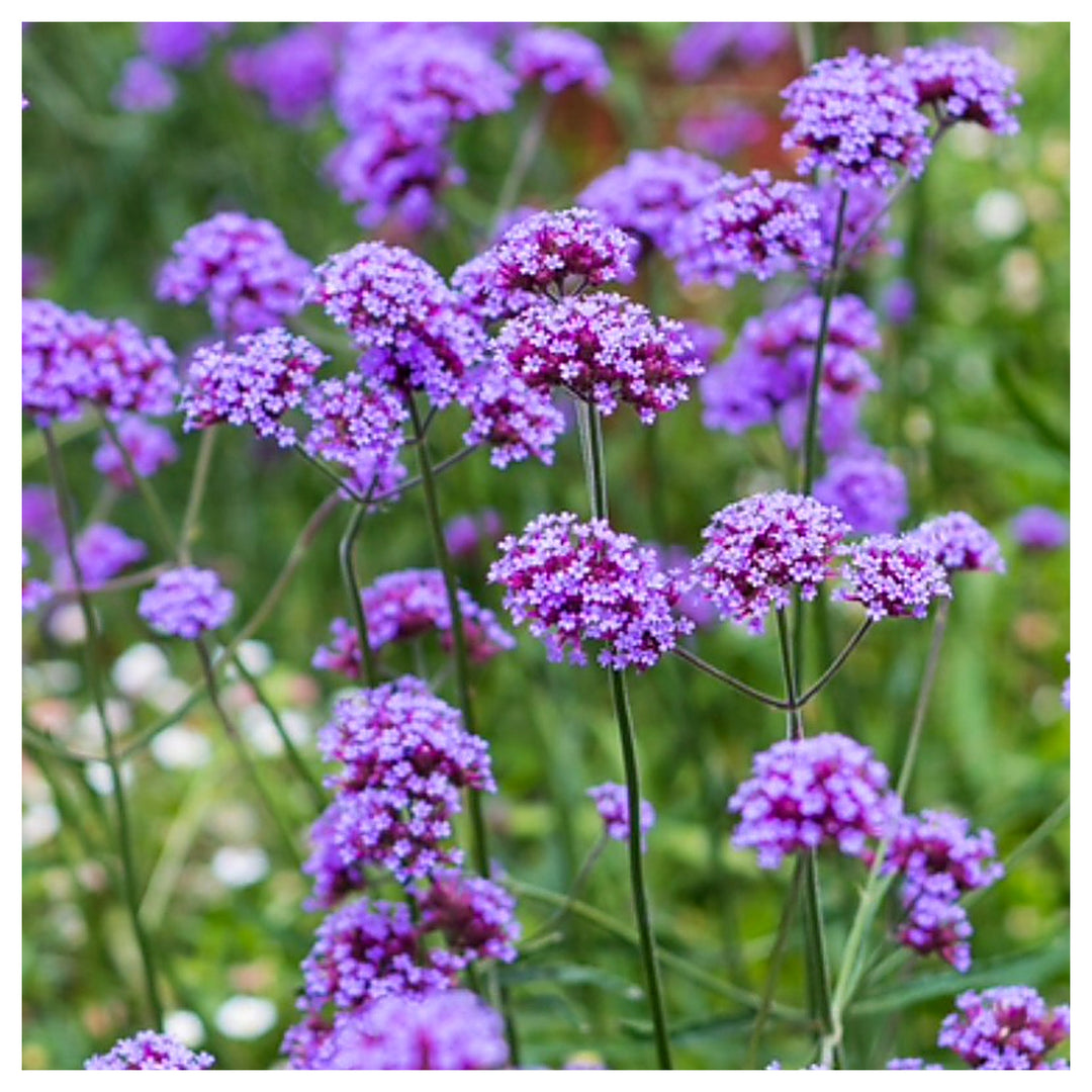 Verbena Flower Seeds for Planting - 100 pcs | Neera Seeds product photo [neera-v4-19540fe84d92136427b0]