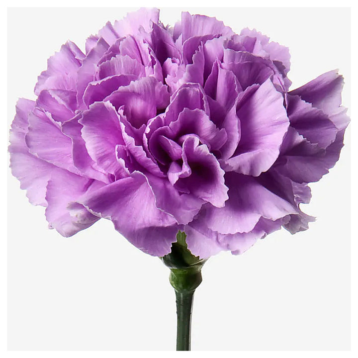 Heirloom Lavender Carnation Flower Seeds, Non-GMO Fragrant Blooms for Planting | Neera Seeds product photo [neera-v4-1959f8ed7e45b28698a2]