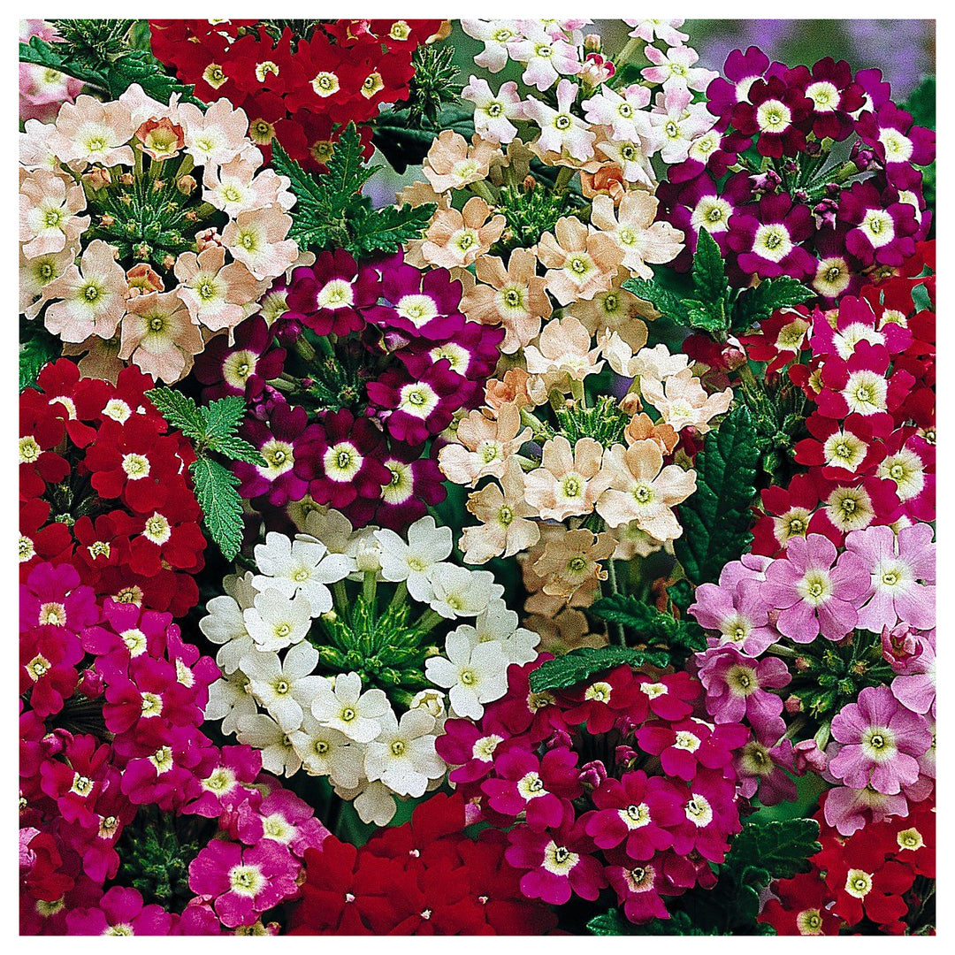 White Verbena Ideal Mix Planting Home Garden Flower Pot Flower Seeds Home Garden Planting, | Neera Seeds product photo [neera-v4-1961a6d24c190f041ce7]