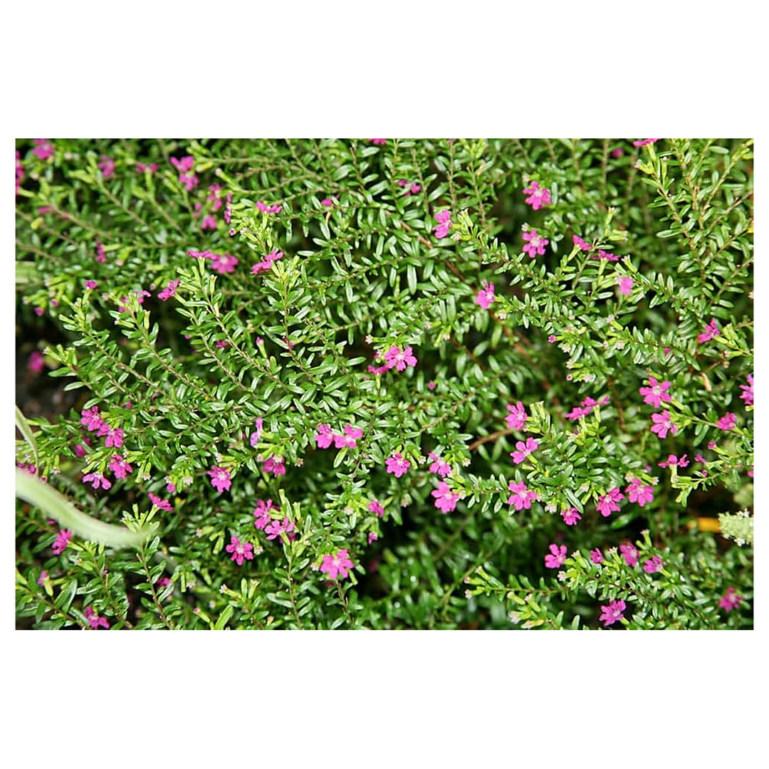 Mexican Heather (Cuphea Hyssopifolia) Flower Seeds for Planting – Heirloom Non-GMO Organic Garden Seeds with High G | Neera Seeds product photo [neera-v4-1976c4f025b583169dbf]