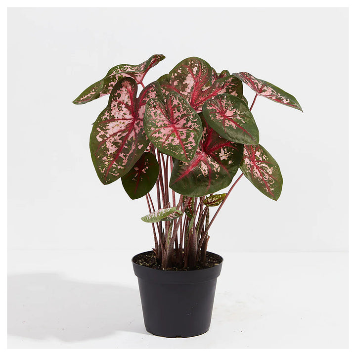 Carolyn Whorten Caladium Leaf Flower Seeds – Heirloom, Non-GMO, High Germination Organic Garden Seeds for Planting | Neera Seeds product photo [neera-v4-19770c81531d66aecece]