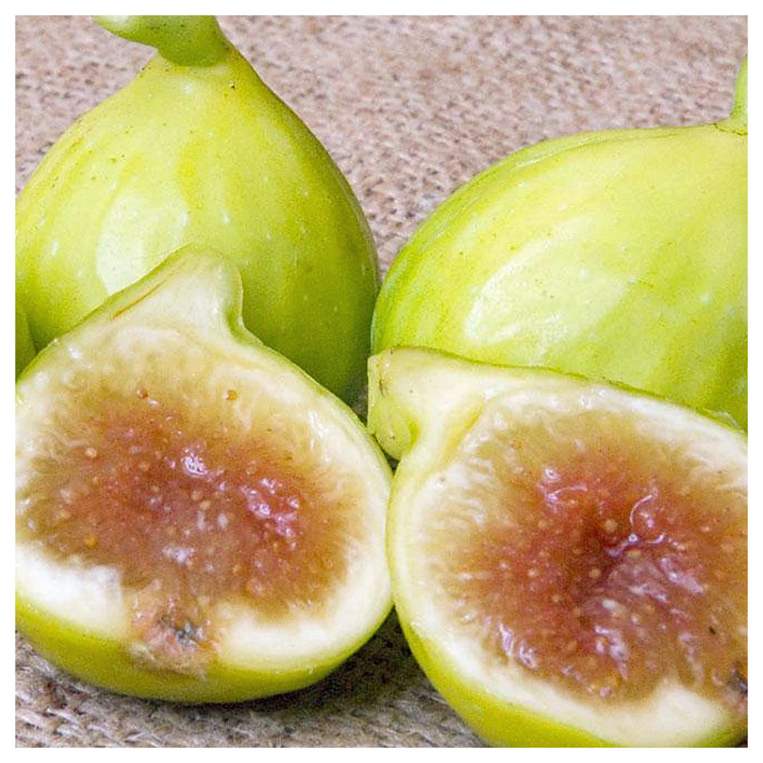 Kodota Exotic Fig Fruit Seeds for Planting – Sweet & Hardy Variety, Heirloom, Non-GMO & Organic Seeds | Neera Seeds product photo [neera-v4-1980989b6197715c26c2]