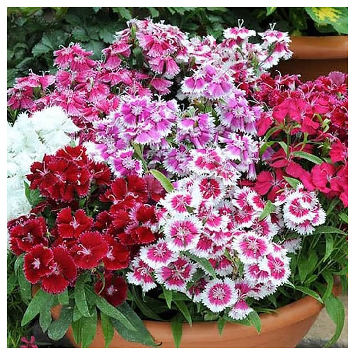 Dianthus Bartn Mix Colorful Hardy Flowers Flower Seeds Home Garden Planting, Landscape Organic | Neera Seeds product photo [neera-v4-19901e4602c4a8c9c7f6]