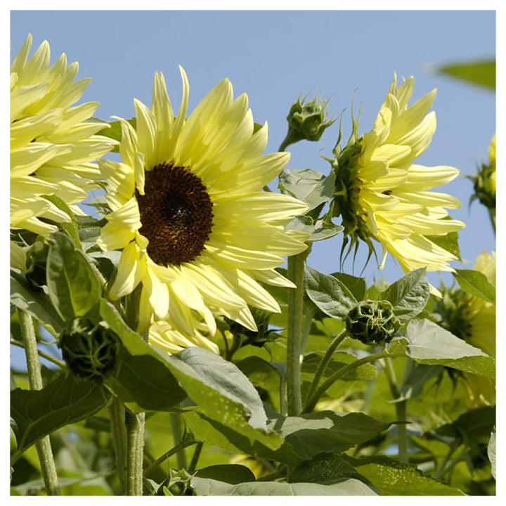 Sunflower Buttercream Flower Seeds – Heirloom, Non-GMO, High Germination Organic Garden Seeds for Planting | Neera Seeds product photo [neera-v4-19a408660fea7eb58f06]