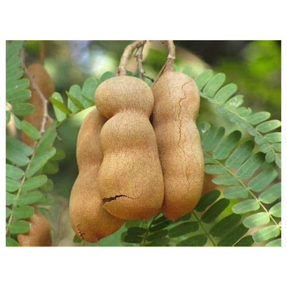 Tamarind Tree Seeds for Planting – Heirloom, Non-GMO, High Germination Organic Garden Seeds for Exotic Outdoor Gard | Neera Seeds product photo [neera-v4-19aa0c0270589ae76b46]