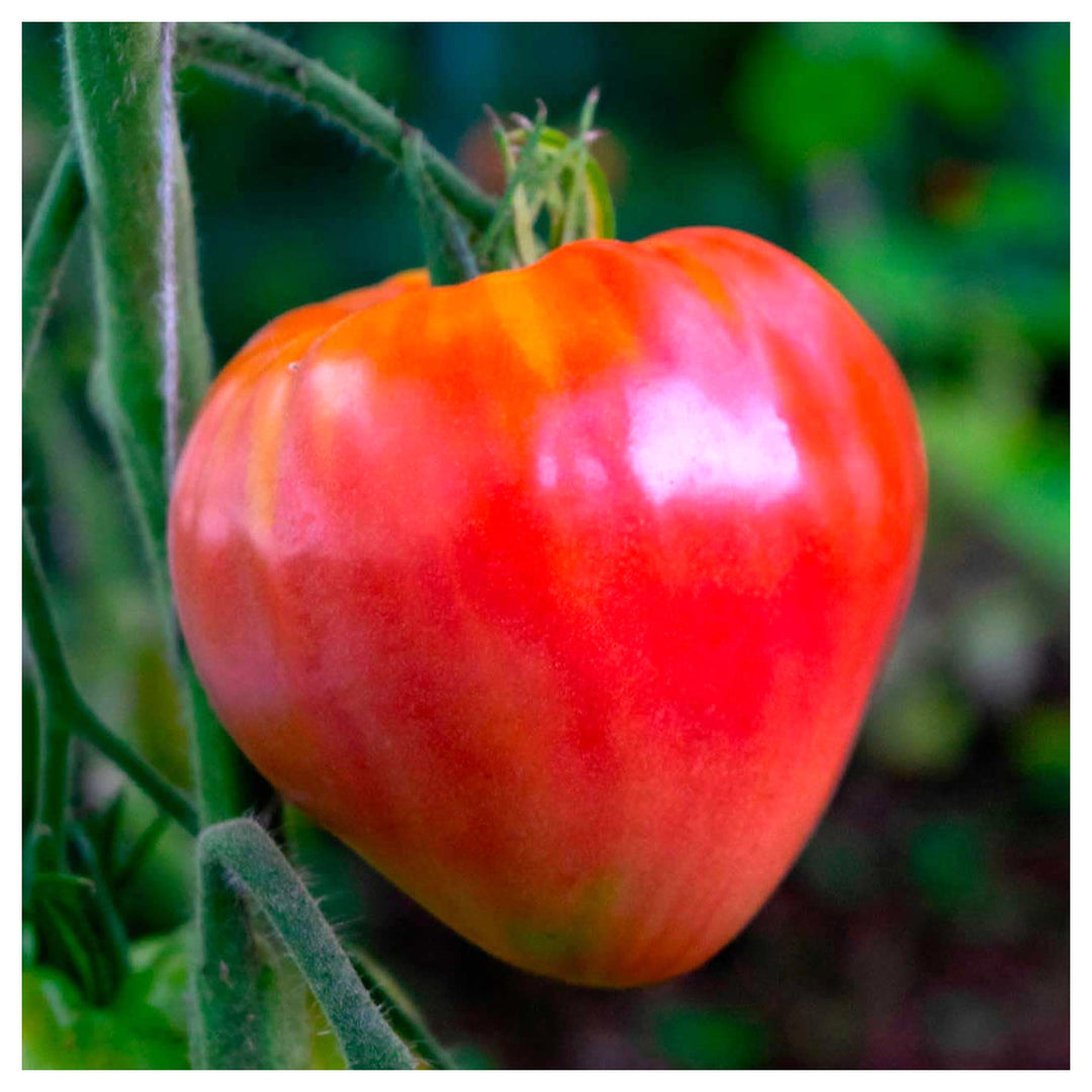 Hungarian Heart Tomato Seeds for Planting – Heirloom, Non-GMO, High Germination Organic Garden Seeds | Neera Seeds product photo [neera-v4-19b6823b17ba8a54d68d]