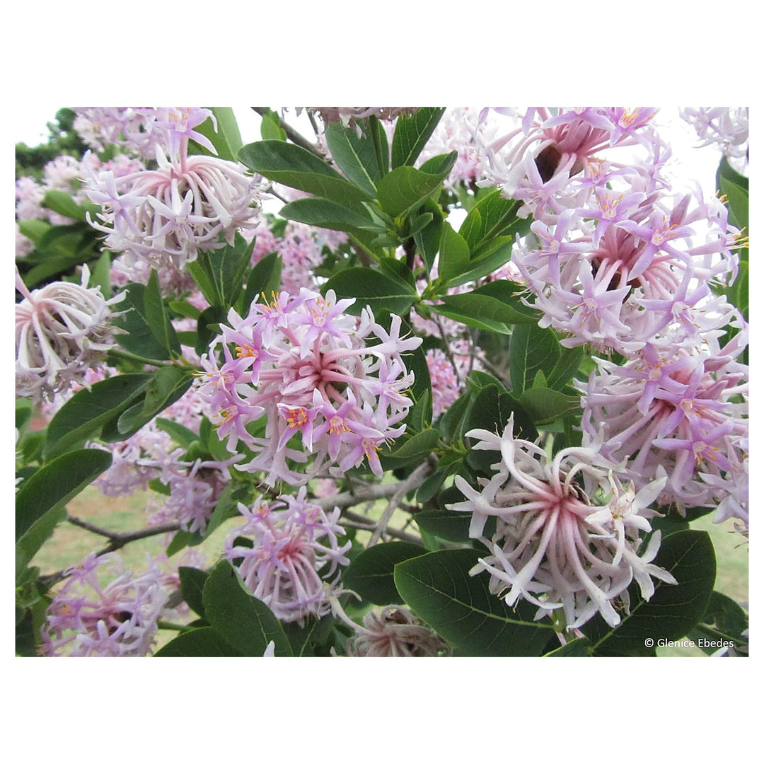 Dais Cotinifolia Flower Seeds for Planting, Heirloom, Non-GMO | Neera Seeds product photo [neera-v4-19b6b88716d83ae7cba6]