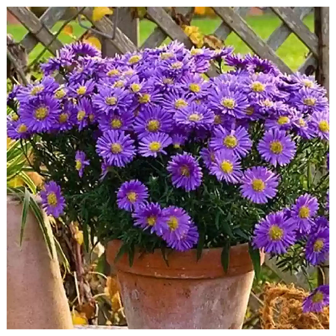 Heirloom Non-GMO China Aster Flower Seeds for Planting – Beautiful Blooming Garden Seeds | Neera Seeds product photo [neera-v4-19b808122ad5d34c3a6d]