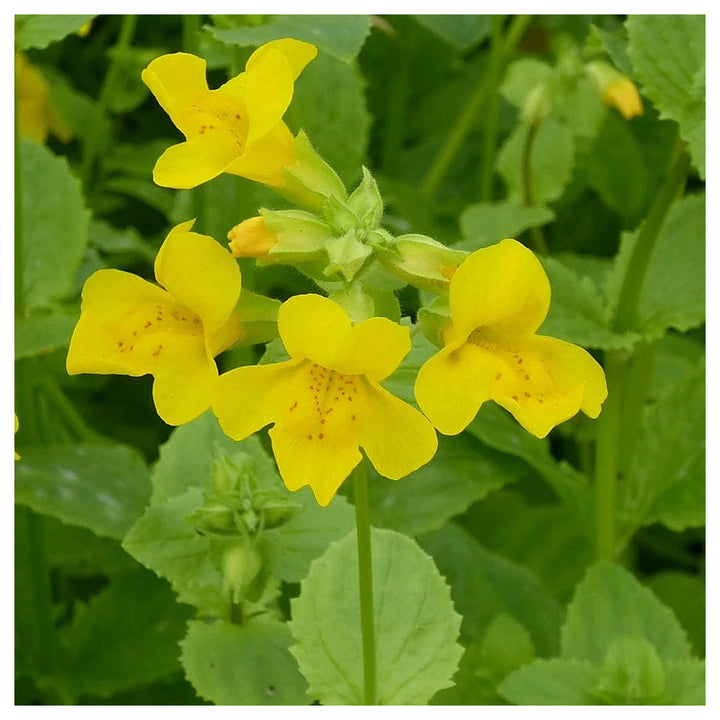 Heirloom Mimulus Guttatus Flower Seeds – Non-GMO Yellow Monkey Flower for Wetland Garden Planting | Neera Seeds product photo [neera-v4-19baac3189bbaa0d6d67]