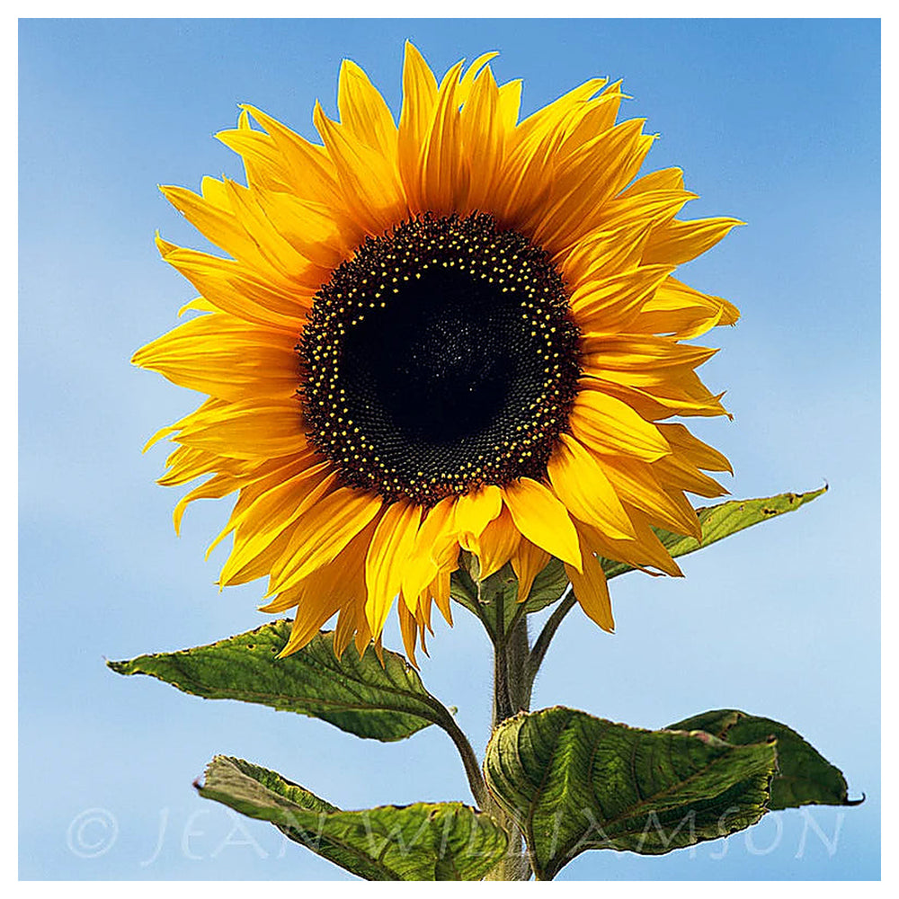 Organic Yellow Sunflower Flower Seeds for Planting – Heirloom, Non-GMO | Neera Seeds product photo [neera-v4-19be12fdcfc886d5dce5]